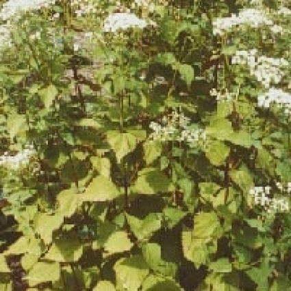 Leverkruid
