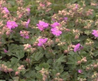 Ooievaarsbek (Geranium cantabrigiense 'Karmina')