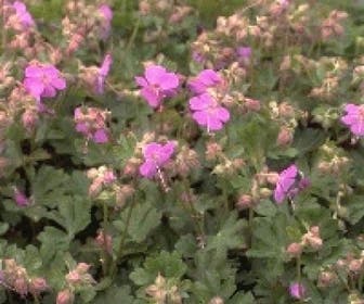 Ooievaarsbek (Geranium cantabrigiense 'Karmina')