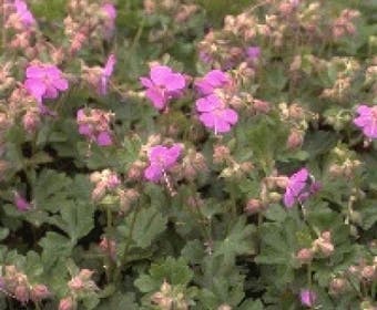 Ooievaarsbek (Geranium cantabrigiense 'Karmina')