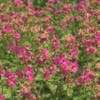 Ooievaarsbek (Geranium macrorrhizum 'Bevan's Variety')