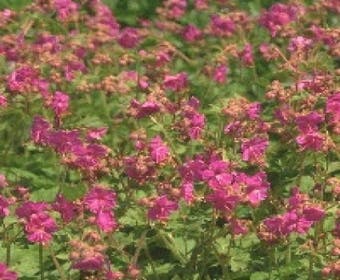 Ooievaarsbek (Geranium macrorrhizum 'Bevan's Variety')