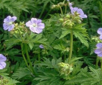 Ooievaarsbek (Geranium pratense) BIO