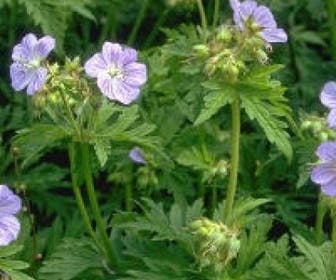Ooievaarsbek (Geranium pratense) BIO