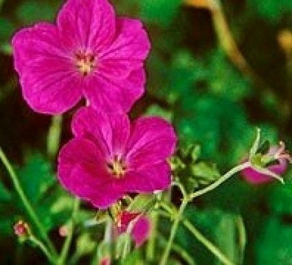 Tuingeranium