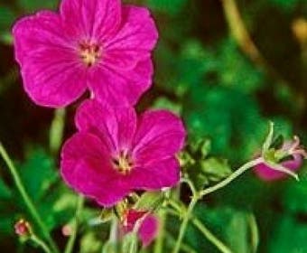 Ooievaarsbek (Geranium riversleaianum 'Russell Prichard')