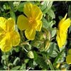 Zonneroosje (Helianthemum 'Sterntaler')