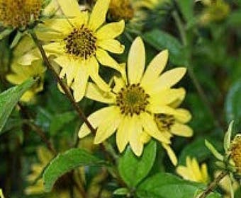 Zonnebloem (Helianthus 'Lemon Queen')