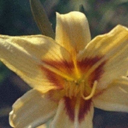 Daglelie