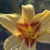 Daglelie (Hemerocallis 'Bonanza')