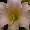 Daglelie (Hemerocallis 'Luxury Lace')