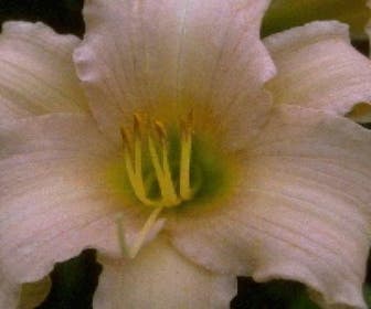 Daglelie (Hemerocallis 'Luxury Lace')