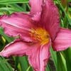 Daglelie (Hemerocallis 'Summer Wine')