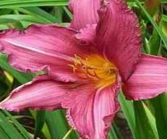 Daglelie (Hemerocallis 'Summer Wine')