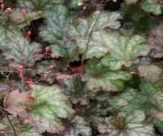 Purperklokje (Heuchera 'Stormy Seas')
