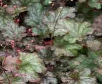 Purperklokje (Heuchera 'Stormy Seas')
