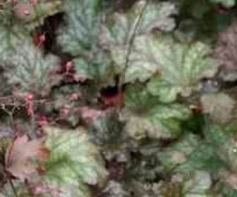 Purperklokje (Heuchera 'Stormy Seas')