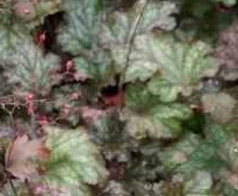 Purperklokje (Heuchera 'Stormy Seas')