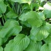 Funkia/Hartlelie (Hosta 'Honeybells')