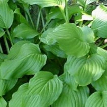 Hosta 'Honeybells' (Funkia/Hartlelie)