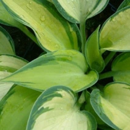 Hosta 'June' (Funkia/Hartlelie)