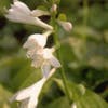 Funkia/Hartlelie (Hosta 'Royal Standard')