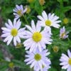 Zomeraster (Kalimeris incisa 'Blue Star')