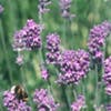 Lavendel (Lavandula intermedia 'Dutch')