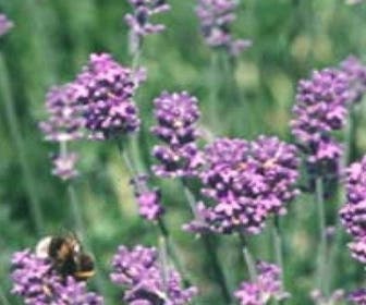 Lavendel (Lavandula intermedia 'Dutch')