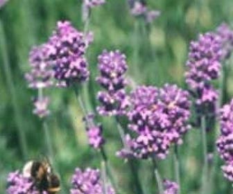 Lavendel (Lavandula intermedia 'Dutch')