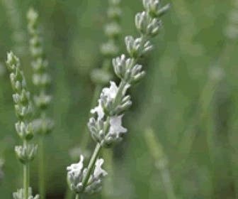 Witte Lavendel (Lavandula intermedia 'Edelweiss')