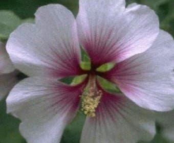 Struikmalva (Lavatera maritima)