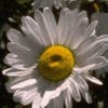 Margriet (Leucanthemum 'Polaris')