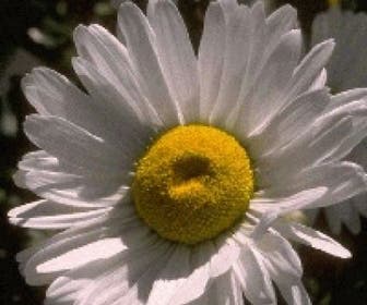 Margriet (Leucanthemum 'Polaris')