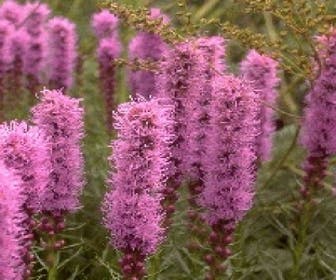 Lampenpoetser (Liatris spicata 'Kobold')