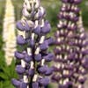 Lupine (Lupinus 'The Governor')