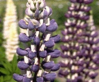Lupine (Lupinus 'The Governor')
