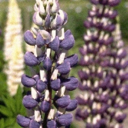Lupine (Lupinus 'The Governor')