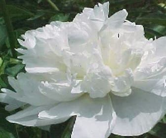Tuinpioen/Pioenroos (Paeonia 'Duchesse de Nemours') BIO