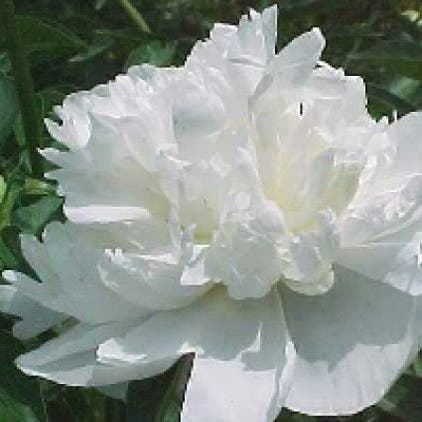Tuinpioen/Pioenroos (Paeonia 'Duchesse de Nemours') BIO