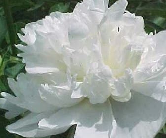 Tuinpioen/Pioenroos (Paeonia 'Duchesse de Nemours') BIO
