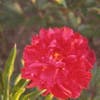 Pioenroos (Paeonia 'Karl Rosenfield') BIO