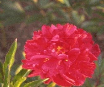 Pioenroos (Paeonia 'Karl Rosenfield') BIO