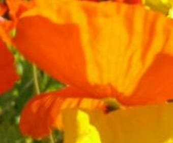 IJslandse papaver (Papaver nudicaule 'Gartenzwerg')