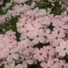 Vlambloem (Phlox douglasii 'Lilac Cloud')