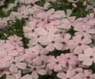 Vlambloem (Phlox douglasii 'Lilac Cloud')