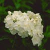 Vlambloem (Phlox paniculata 'White Admiral') BIO