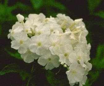Vlambloem (Phlox paniculata 'White Admiral') BIO