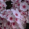 Vlambloem (Phlox paniculata 'Bright Eyes')