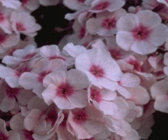 Vlambloem (Phlox paniculata 'Bright Eyes')